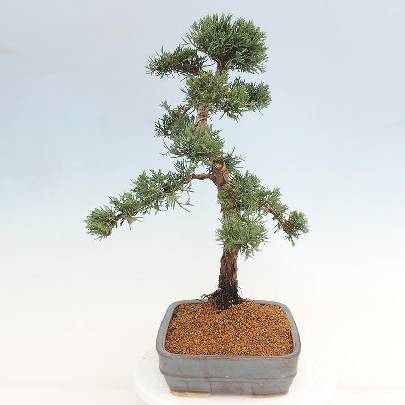 Bonsai voor buiten - Juniperus chinensis Kishu