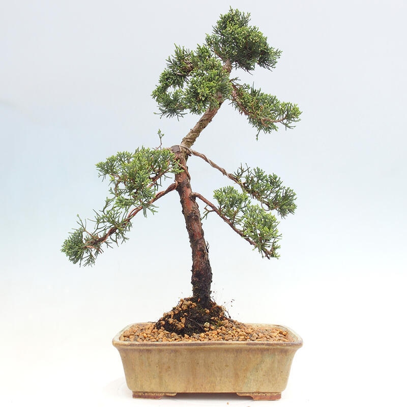 Bonsai voor buiten - Juniperus chinensis Kishu