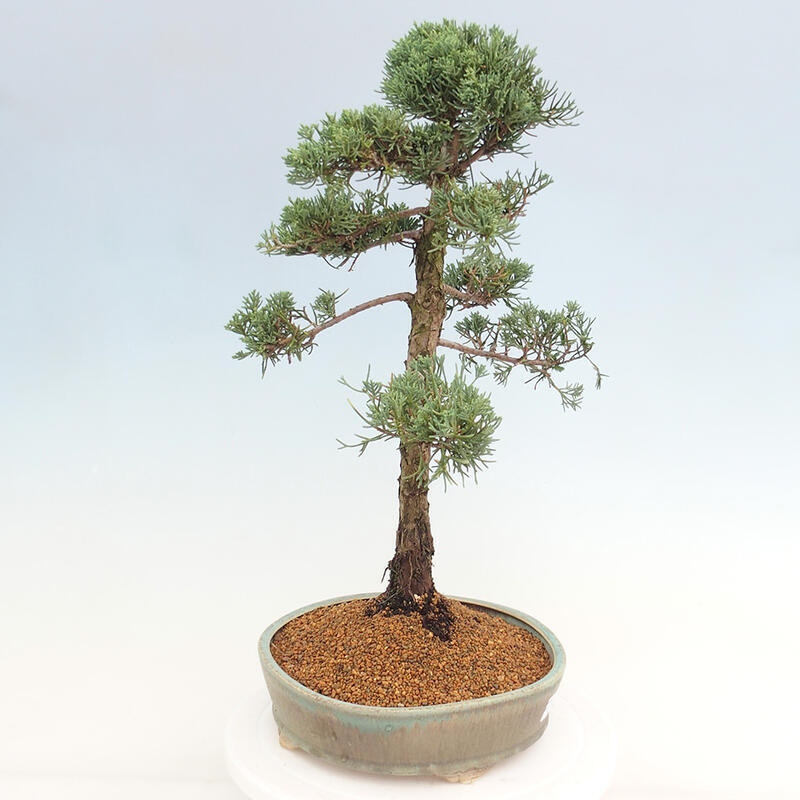 Bonsai voor buiten - Juniperus chinensis Kishu