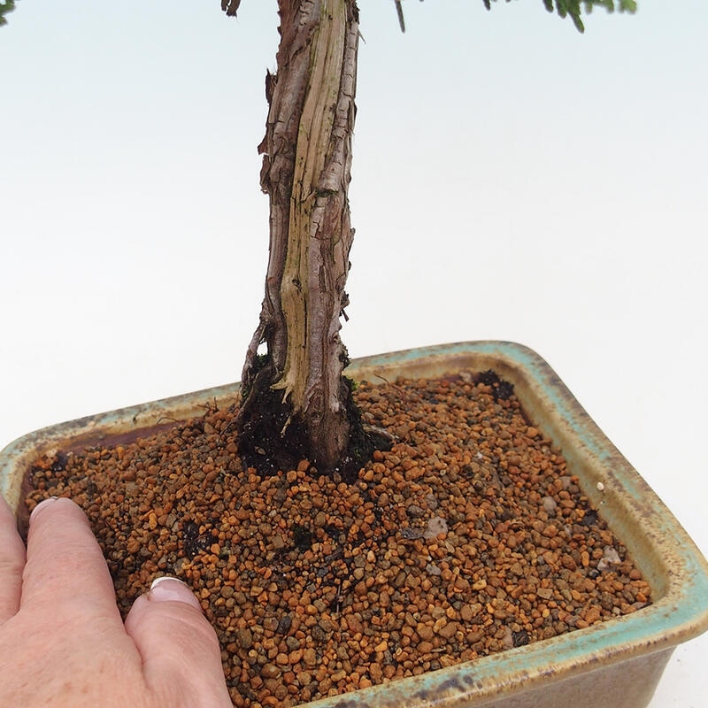 Bonsai voor buiten - Juniperus chinensis Kishu