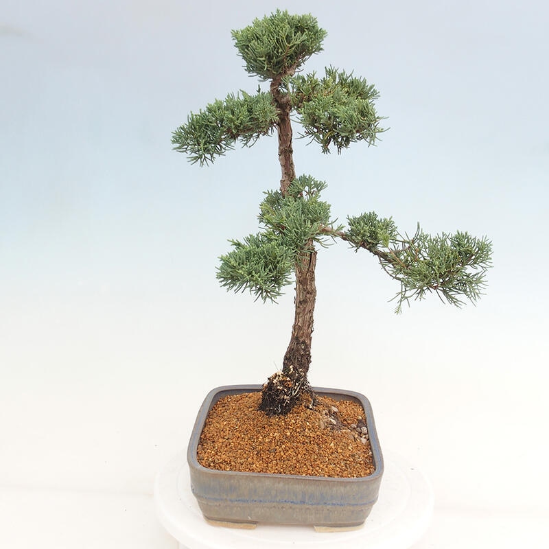 Bonsai voor buiten - Juniperus chinensis Kishu