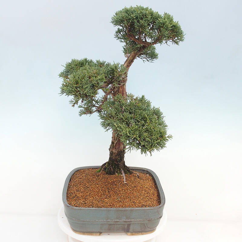 Bonsai voor buiten - Juniperus chinensis Kishu