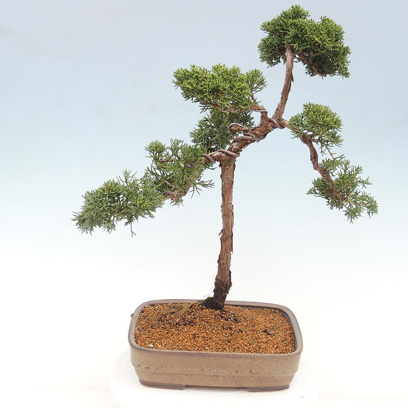 Bonsai voor buiten - Juniperus chinensis Kishu