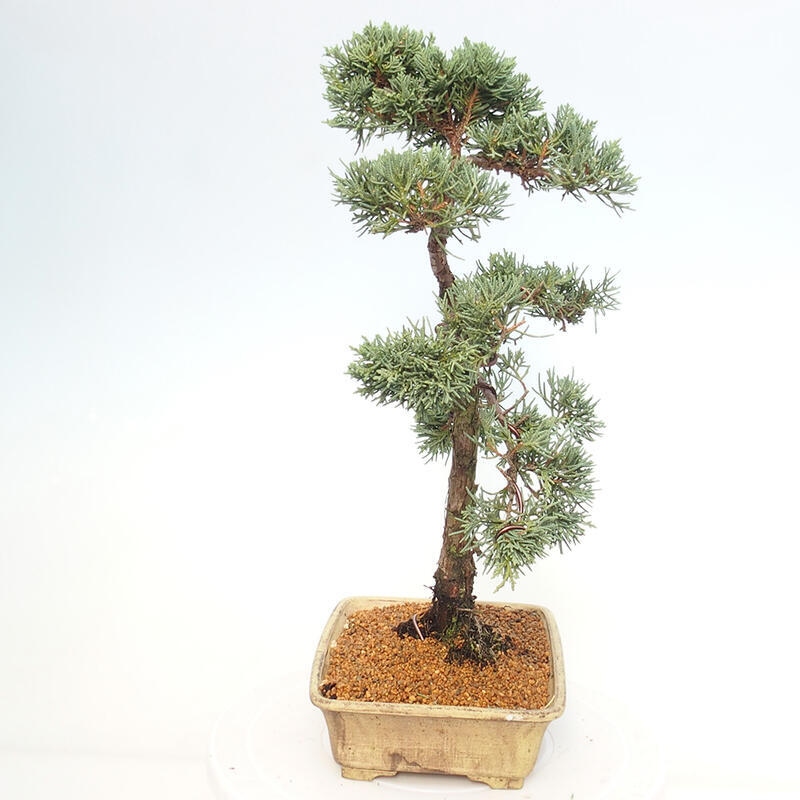Bonsai voor buiten - Juniperus chinensis Kishu