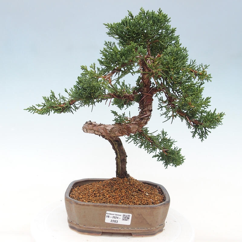 Bonsai voor buiten - Juniperus chinensis Kishu