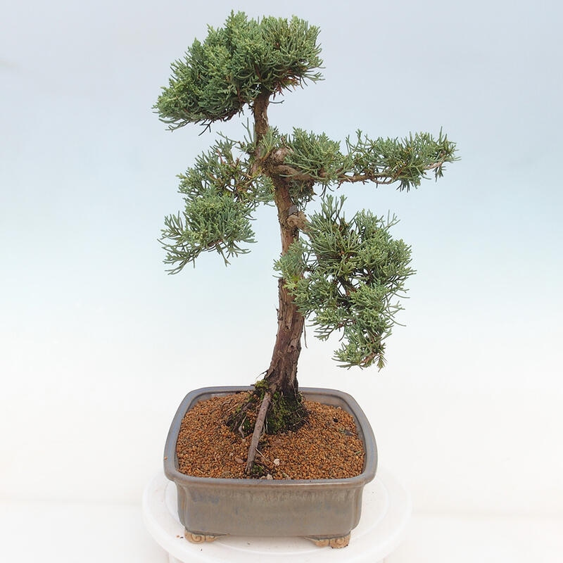Bonsai voor buiten - Juniperus chinensis Kishu