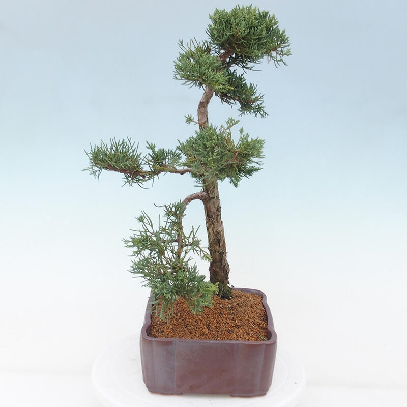 Bonsai voor buiten - Juniperus chinensis Kishu