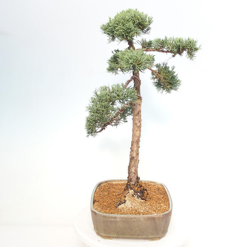 Bonsai voor buiten - Juniperus chinensis Kishu