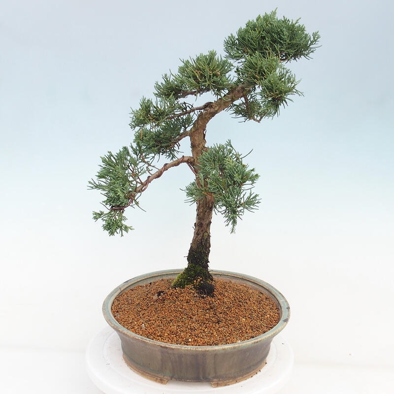 Bonsai voor buiten - Juniperus chinensis Kishu