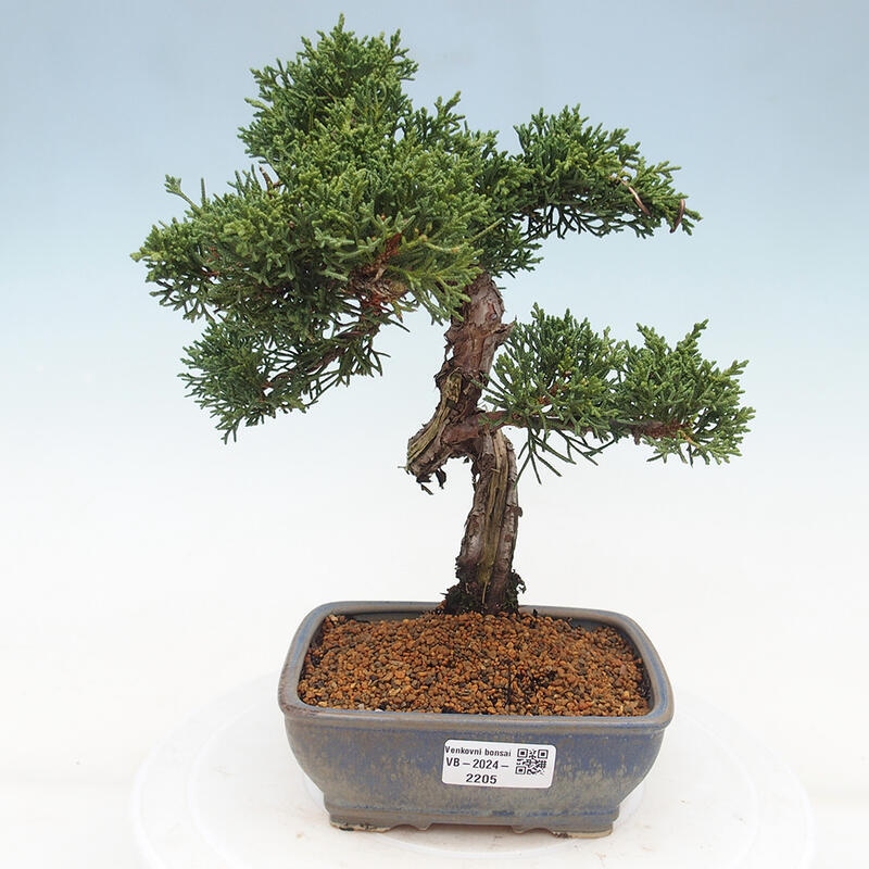 Bonsai voor buiten - Juniperus chinensis Kishu