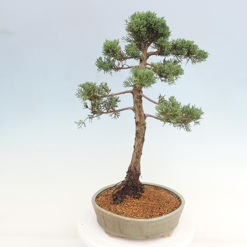Bonsai voor buiten - Juniperus chinensis Kishu