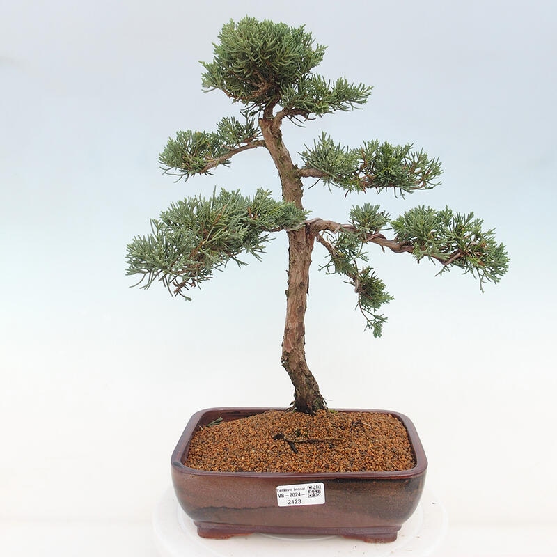 Bonsai voor buiten - Juniperus chinensis Kishu
