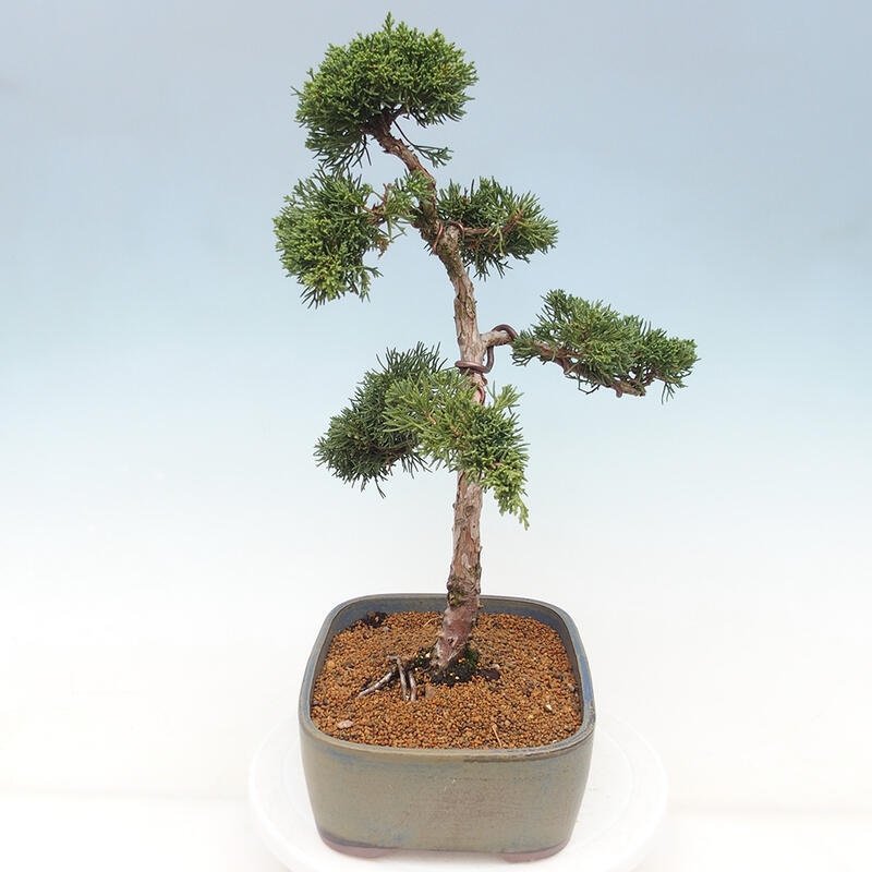 Bonsai voor buiten - Juniperus chinensis Kishu