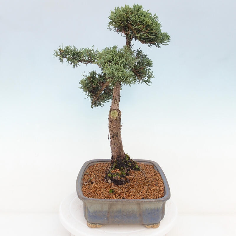 Bonsai voor buiten - Juniperus chinensis Kishu