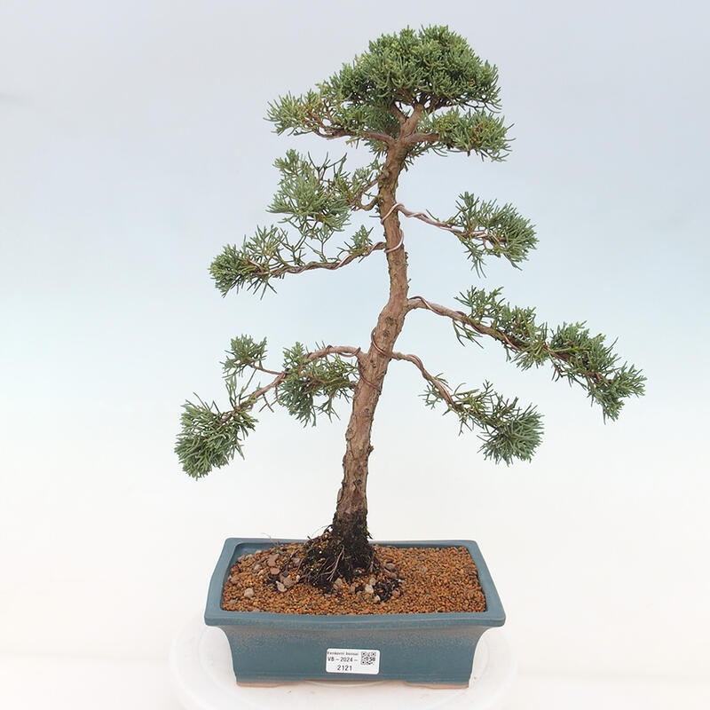 Bonsai voor buiten - Juniperus chinensis Kishu