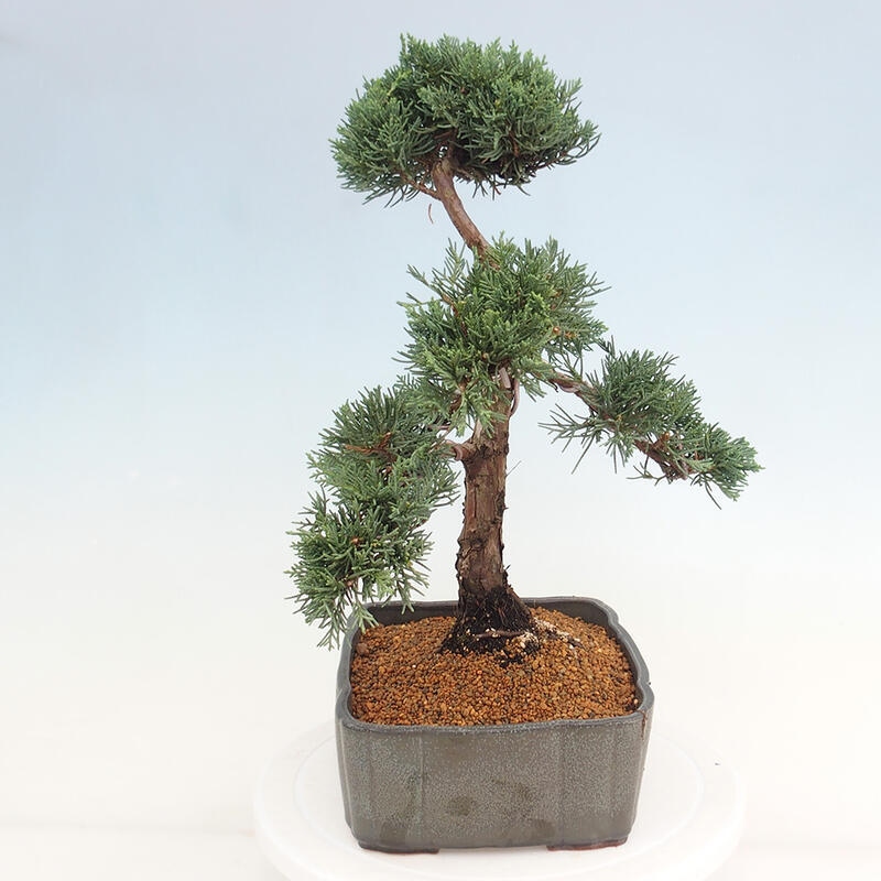 Bonsai voor buiten - Juniperus chinensis Kishu