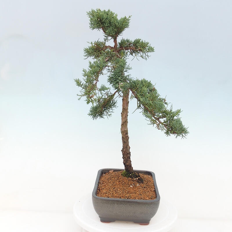 Bonsai voor buiten - Juniperus chinensis Kishu