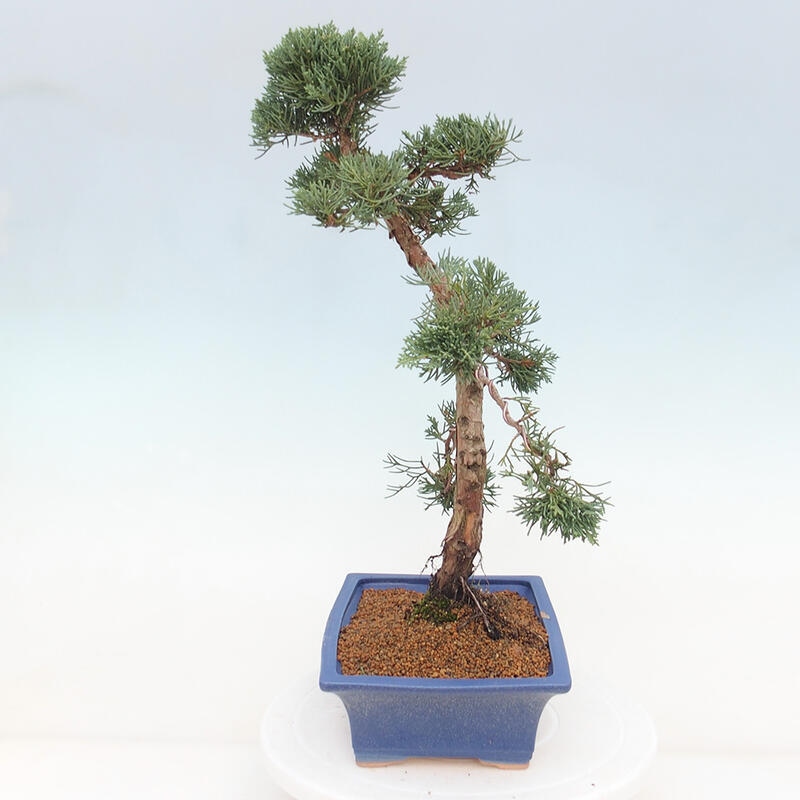 Bonsai voor buiten - Juniperus chinensis Kishu