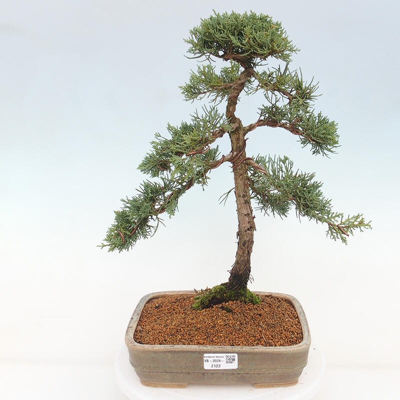 Bonsai voor buiten - Juniperus chinensis Kishu