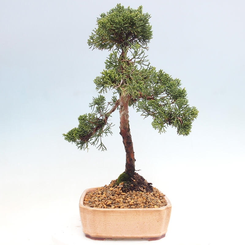 Bonsai voor buiten - Juniperus chinensis Kishu