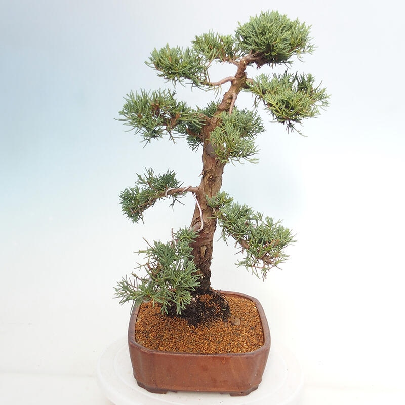 Bonsai voor buiten - Juniperus chinensis Kishu