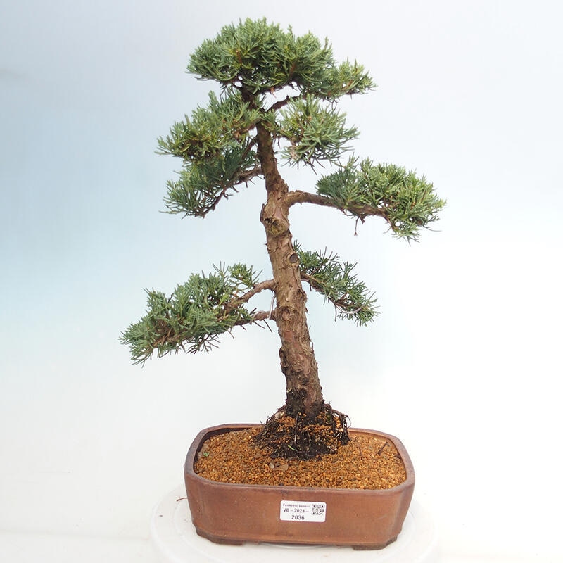 Bonsai voor buiten - Juniperus chinensis Kishu