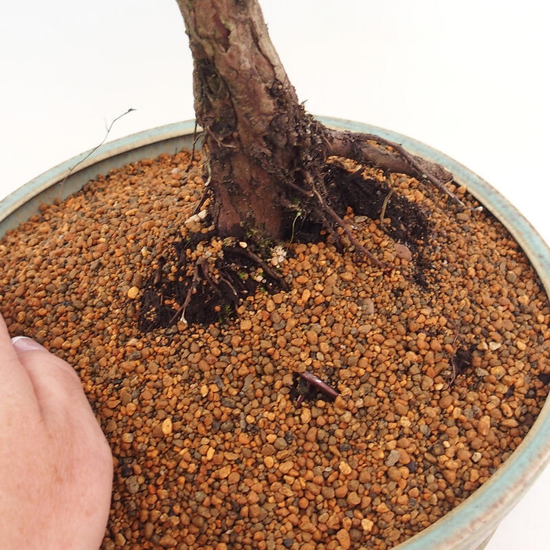 Bonsai voor buiten - Juniperus chinensis Kishu