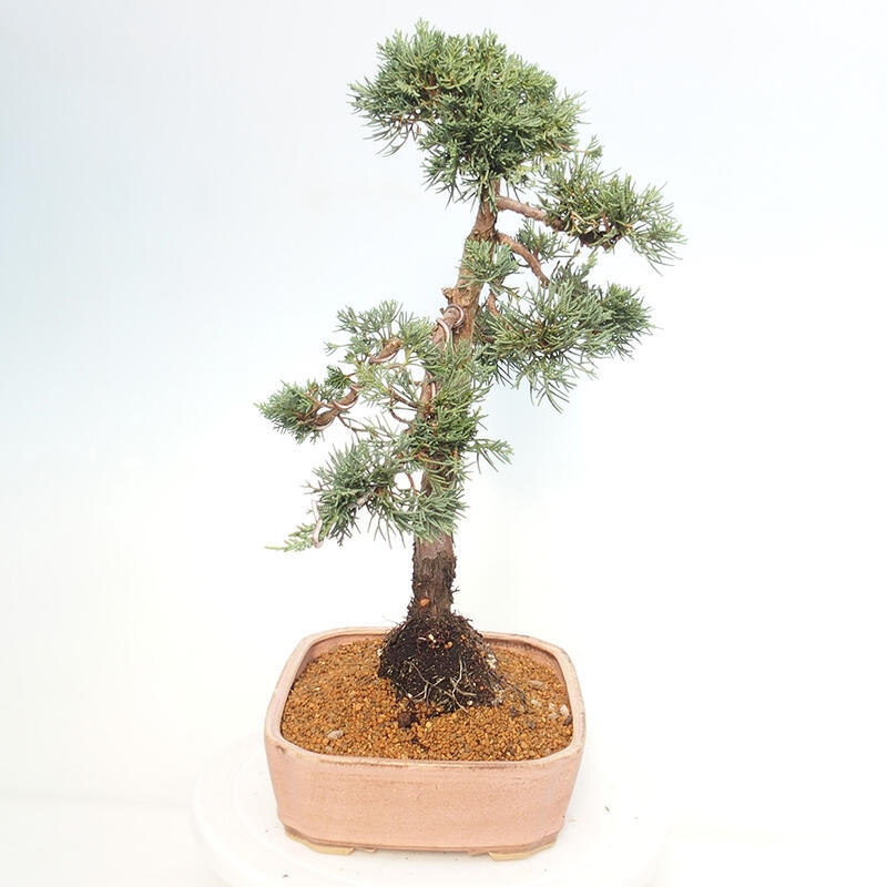 Bonsai voor buiten - Juniperus chinensis Kishu