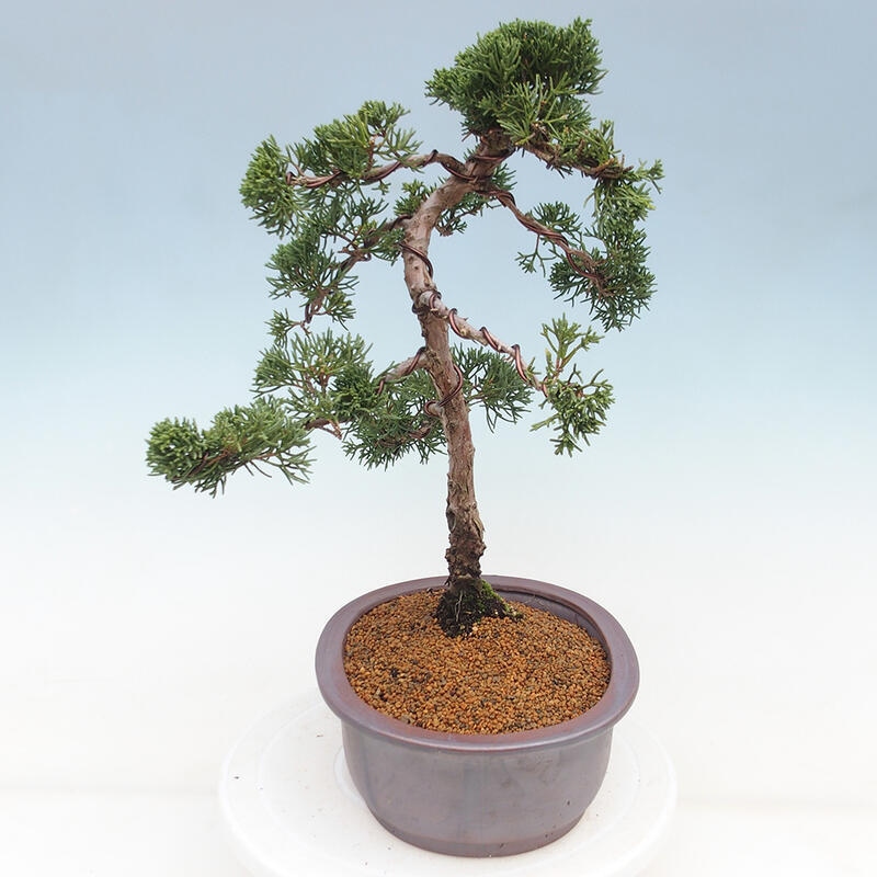 Bonsai voor buiten - Juniperus chinensis Kishu