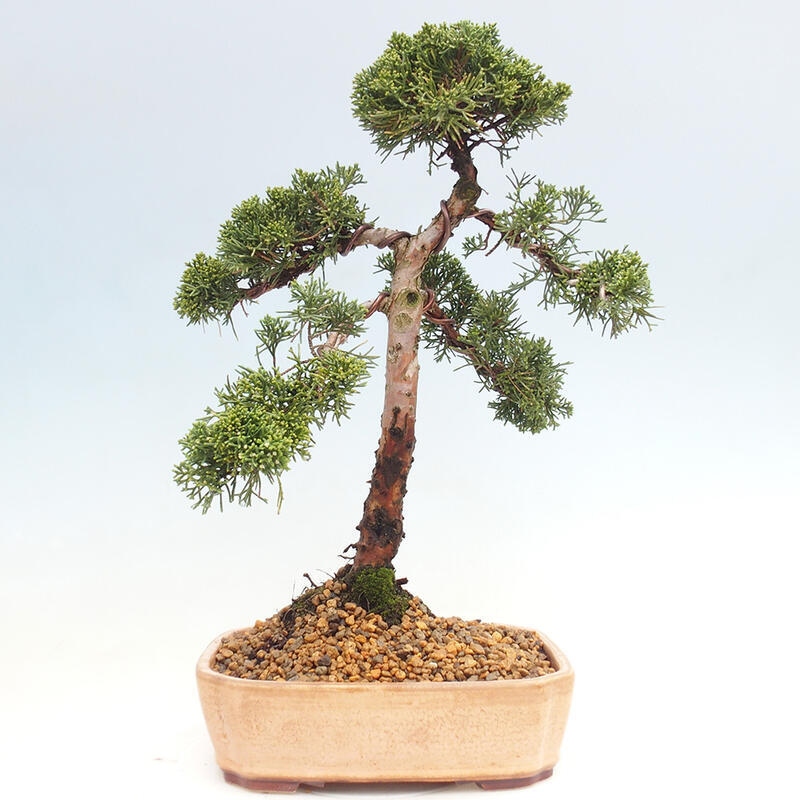 Bonsai voor buiten - Juniperus chinensis Kishu