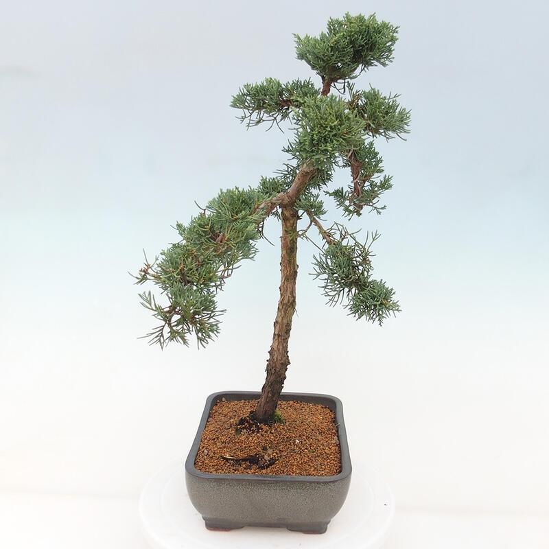 Bonsai voor buiten - Juniperus chinensis Kishu