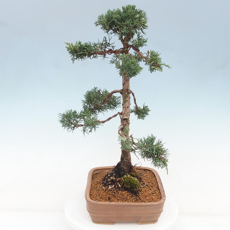 Bonsai voor buiten - Juniperus chinensis Kishu