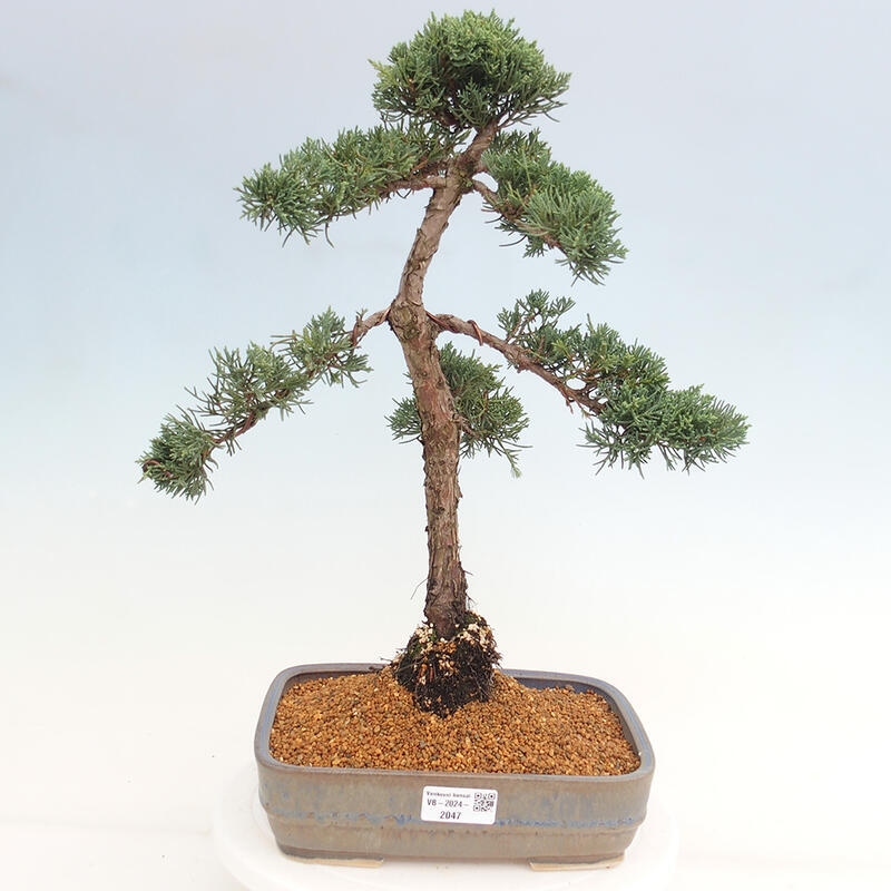 Bonsai voor buiten - Juniperus chinensis Kishu
