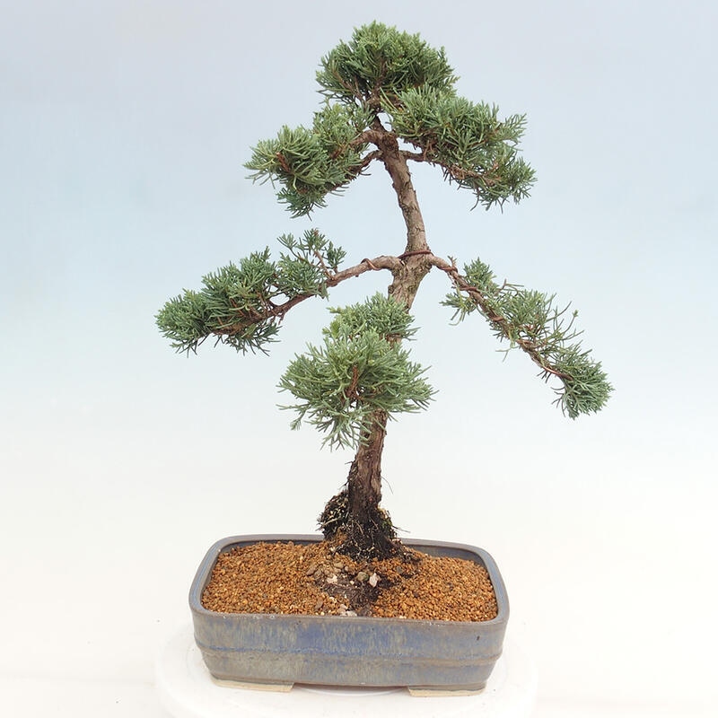 Bonsai voor buiten - Juniperus chinensis Kishu