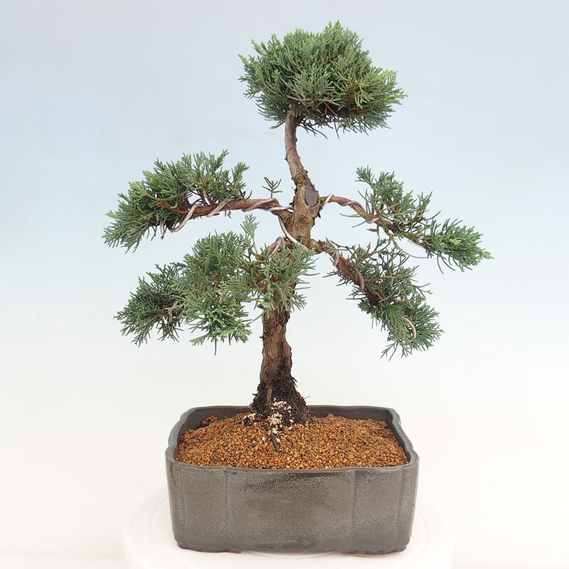 Bonsai voor buiten - Juniperus chinensis Kishu