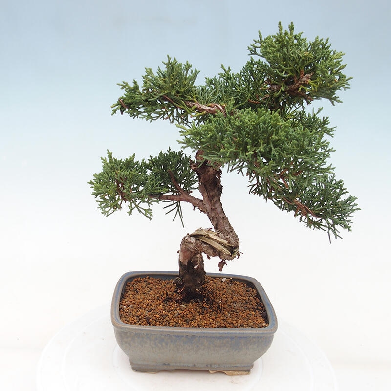Bonsai voor buiten - Juniperus chinensis Kishu