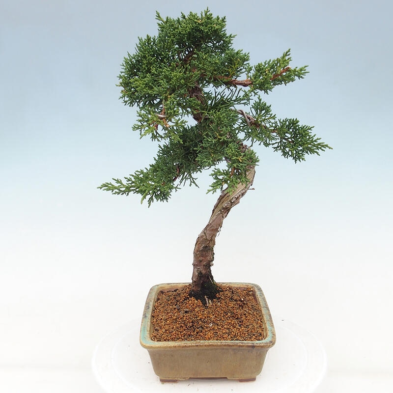 Bonsai voor buiten - Juniperus chinensis Kishu
