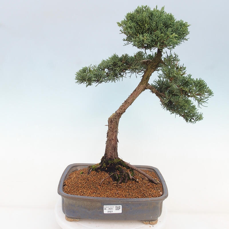 Bonsai voor buiten - Juniperus chinensis Kishu