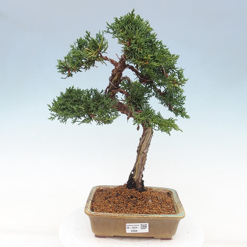 Bonsai voor buiten - Juniperus chinensis Kishu
