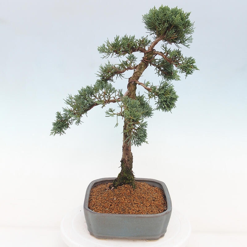Bonsai voor buiten - Juniperus chinensis Kishu