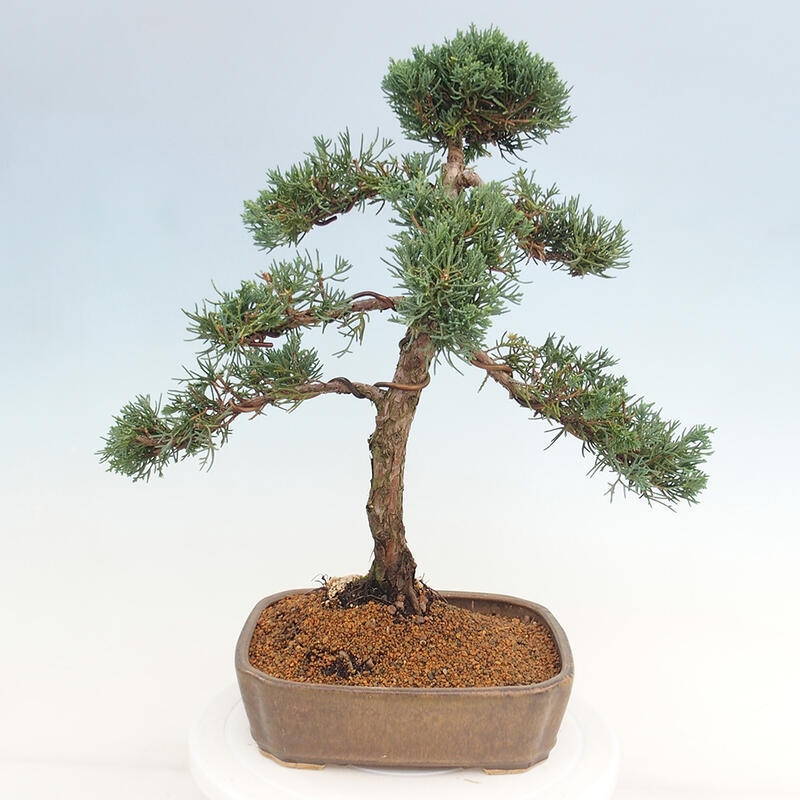 Bonsai voor buiten - Juniperus chinensis Kishu