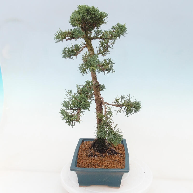 Bonsai voor buiten - Juniperus chinensis Kishu