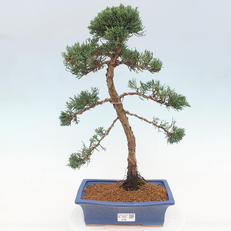 Bonsai voor buiten - Juniperus chinensis Kishu