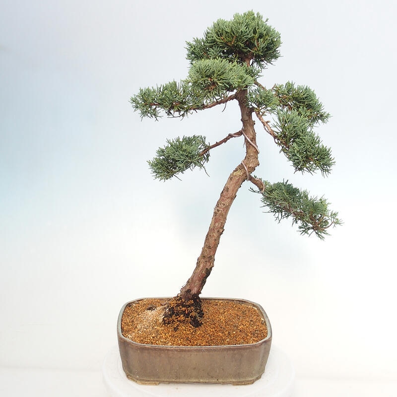 Bonsai voor buiten - Juniperus chinensis Kishu