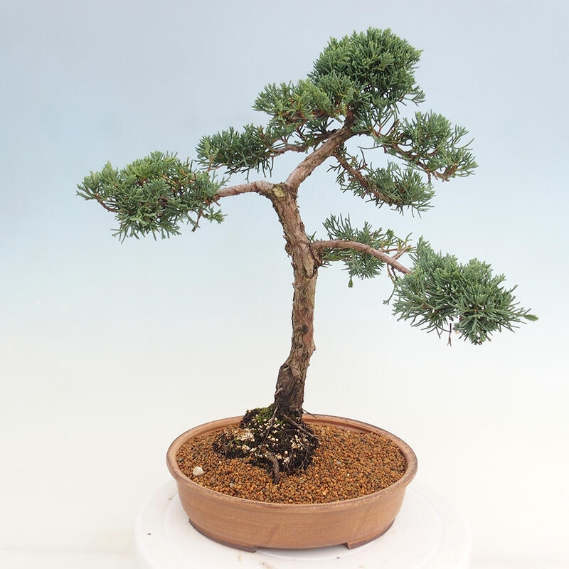 Bonsai voor buiten - Juniperus chinensis Kishu
