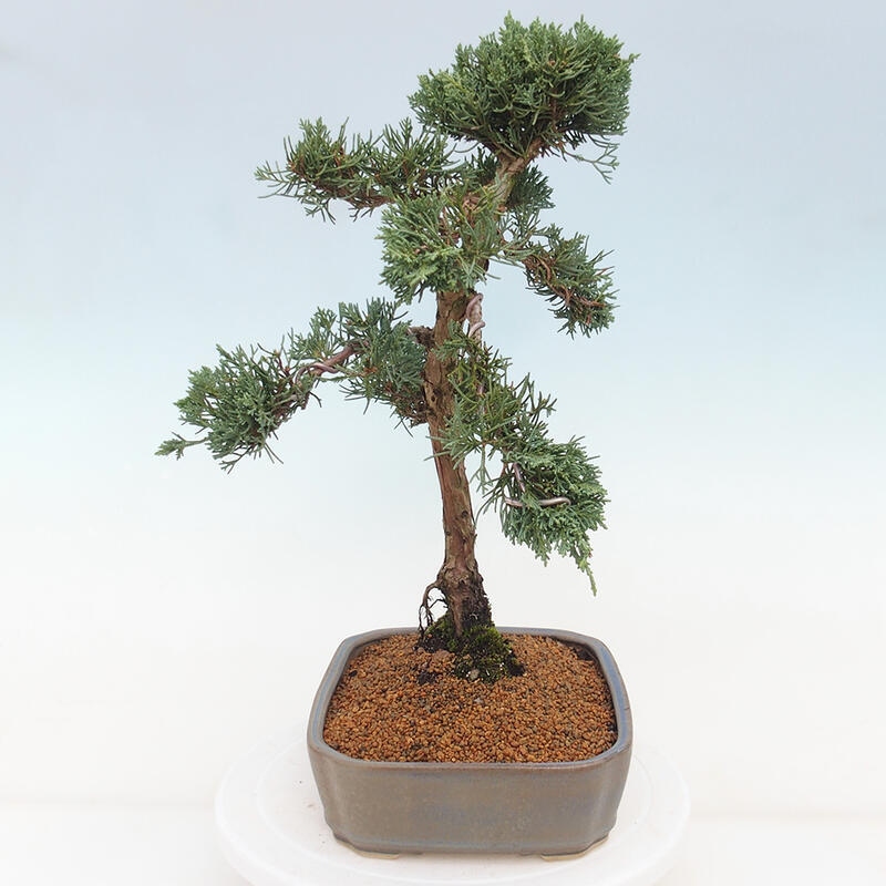 Bonsai voor buiten - Juniperus chinensis Kishu