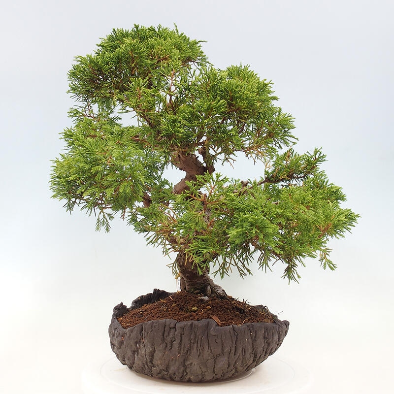 Bonsai voor buiten - Juniperus chinensis Kishu
