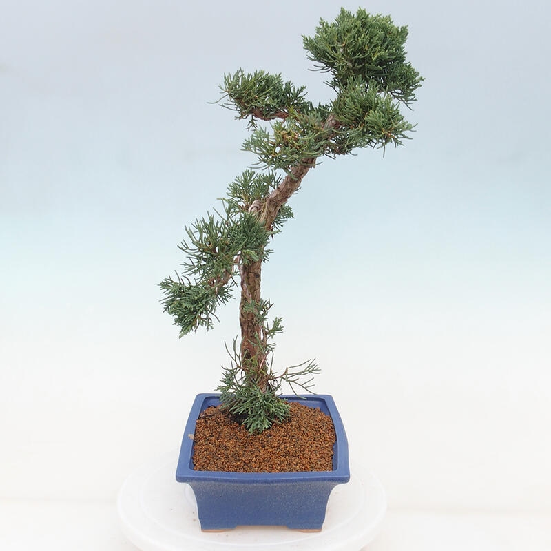 Bonsai voor buiten - Juniperus chinensis Kishu