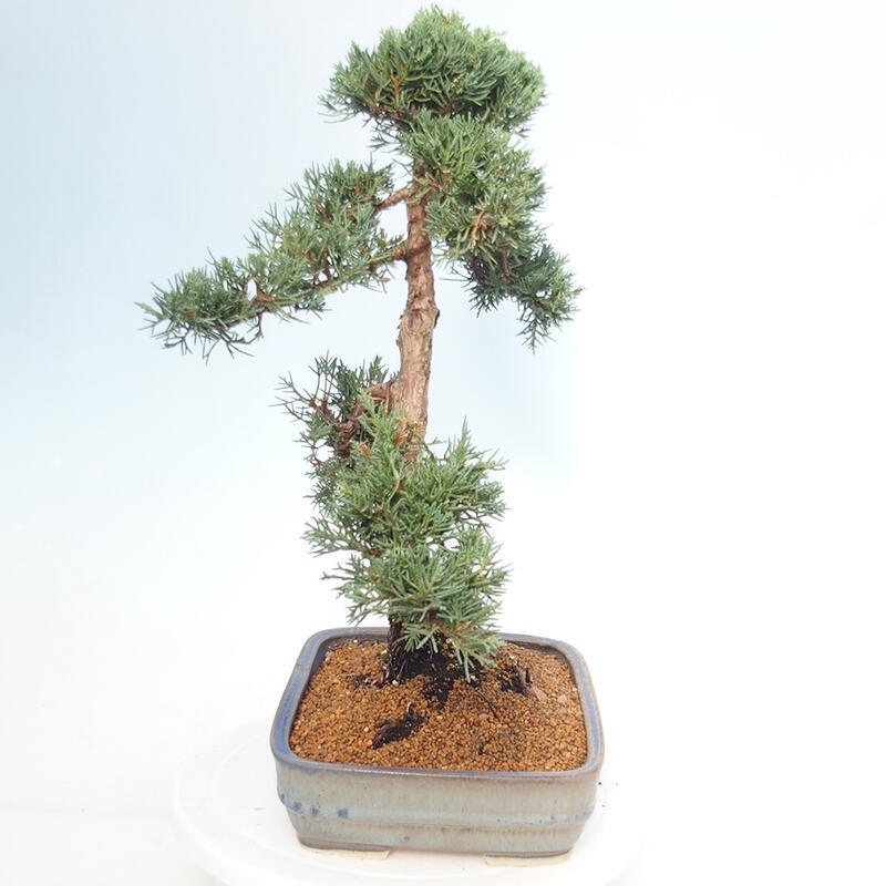 Bonsai voor buiten - Juniperus chinensis Kishu