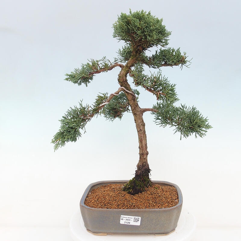 Bonsai voor buiten - Juniperus chinensis Kishu